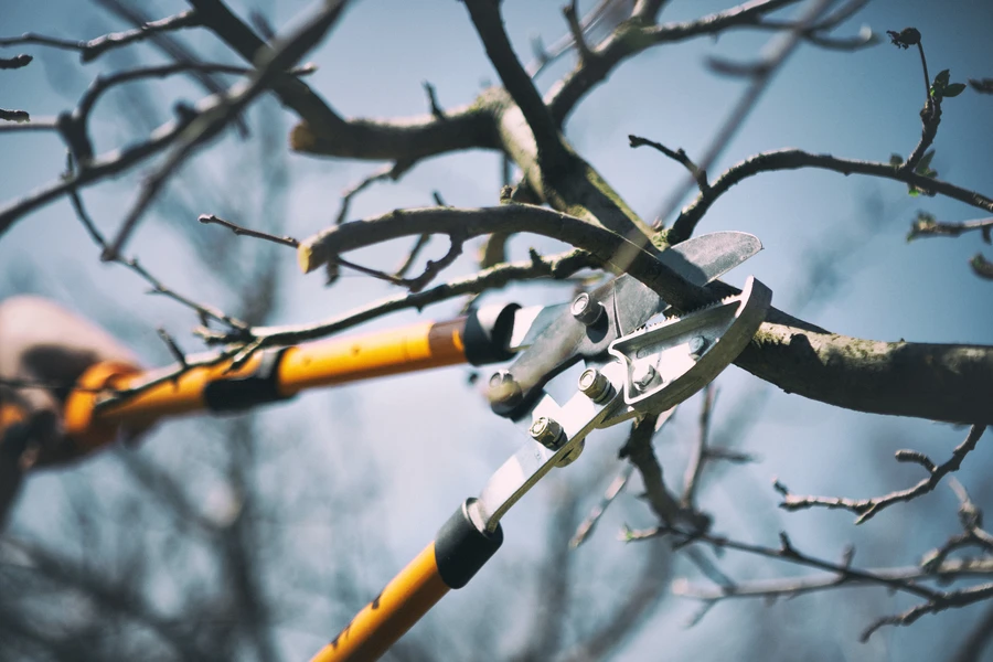 Tree Trimming