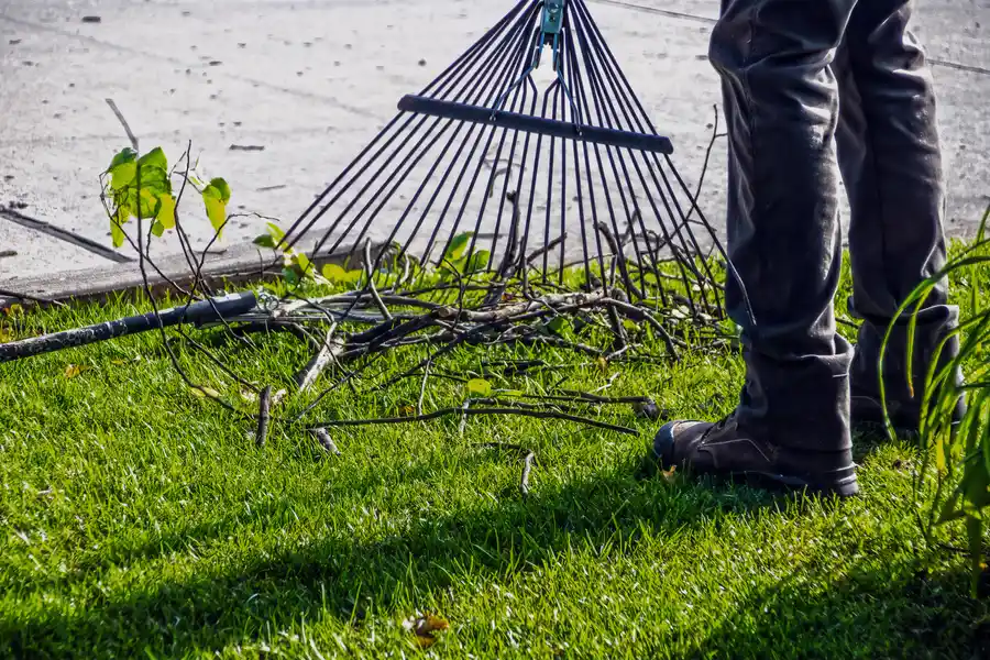 Yard Cleanup